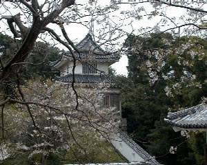Cherry blossom at Hirado Castle