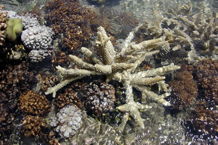 Coral at Fitzroy Island
